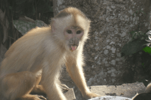 Beauty in Hard Times with Monkeys