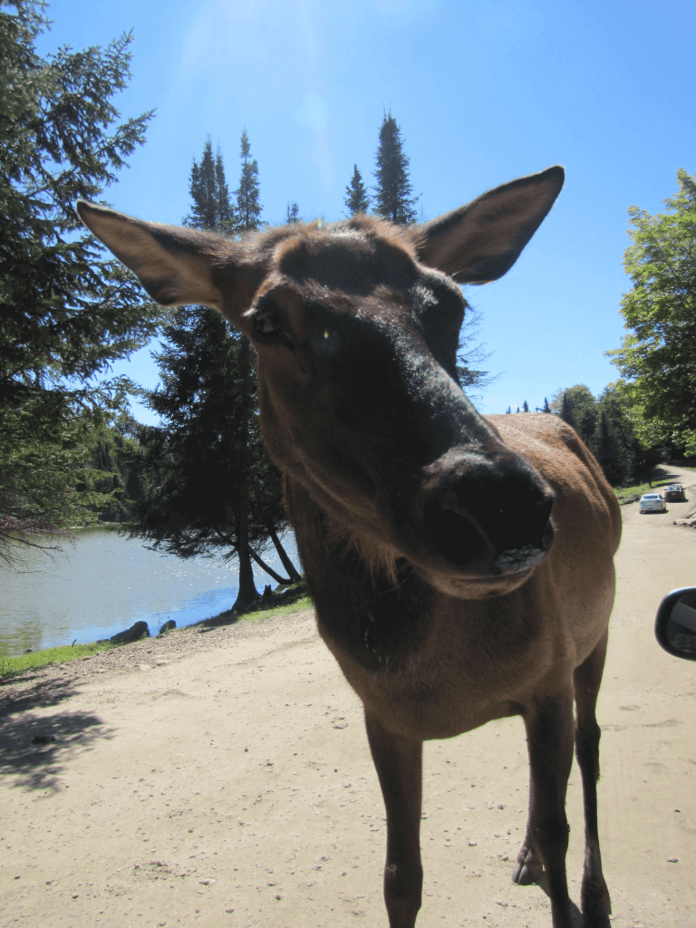 a close up of a moose