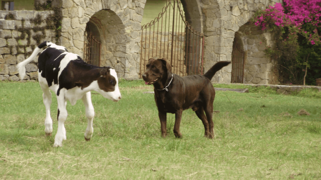 cow and dog